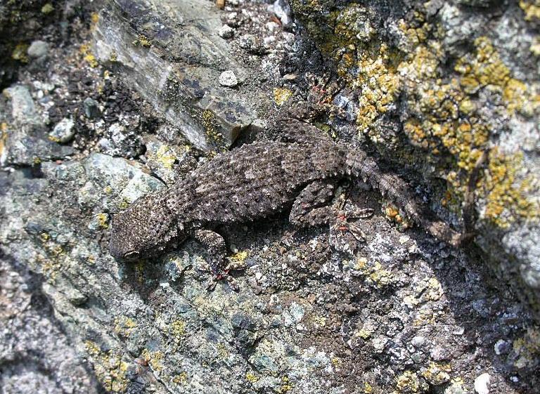 Gechi sul muretto  ...Tarentola mauritanica
